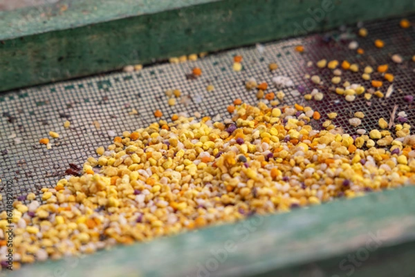 Fototapeta Pollen collected by honey bees.