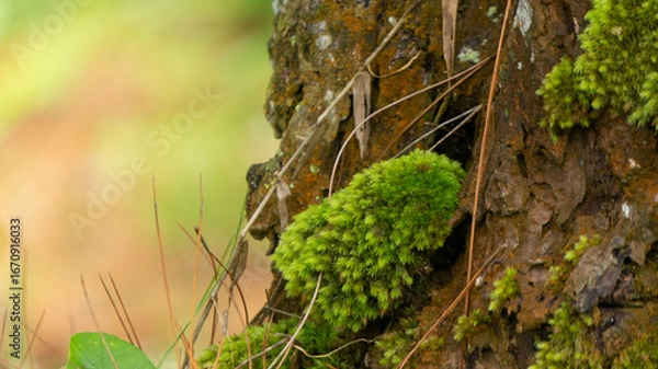 Fototapeta Lush Green Moss Adorning Textured Tree Trunk in Sunlight