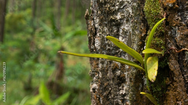 Fototapeta Forest Macro: Vibrant Epiphyte and Moss on Ancient Tree Bark