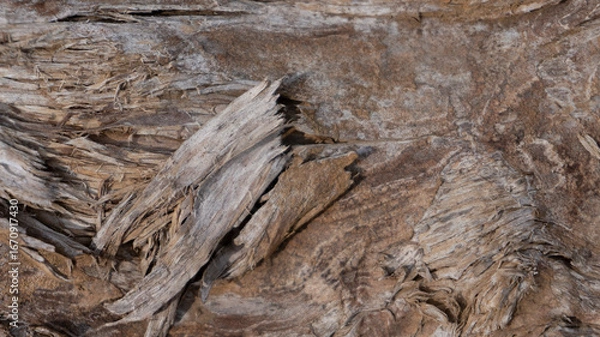 Fototapeta Abstract Weathered Wood Bark Texture Background