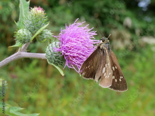 Obraz タムラソウにとまるセセリチョウ