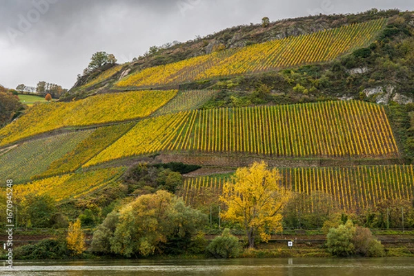 Fototapeta Photo of the vineyards along the banks of the Rhine River in Germany in the fall
