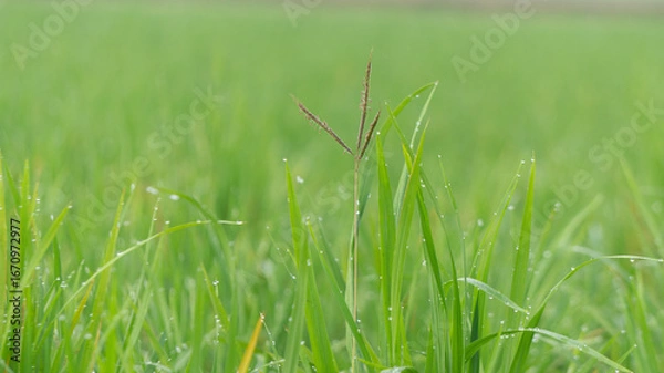 Fototapeta Vibrant Green Blades with Sparkling Dew Drops: Nature's Freshness