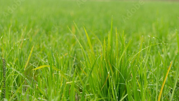 Fototapeta Vibrant Green Blades with Sparkling Dew Drops: Nature's Freshness
