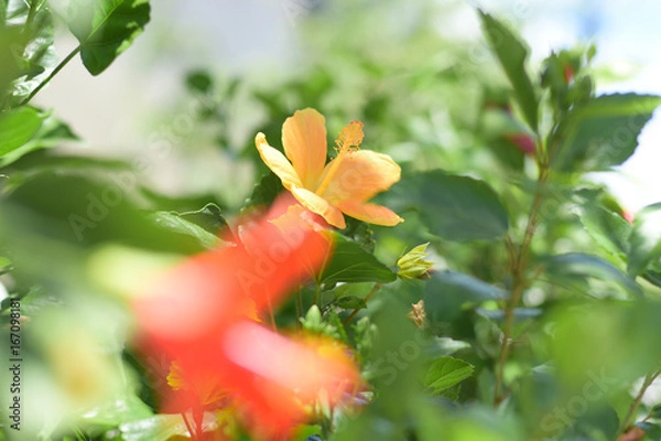Fototapeta 太陽の日差しを浴びるハイビスカス