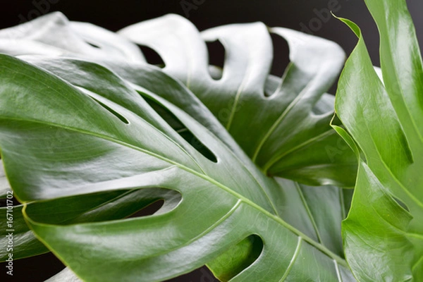 Fototapeta windowleef