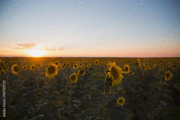 Obraz Sunset Behind a Sunflower Field