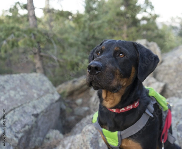 Obraz Curious Hiking Rotti