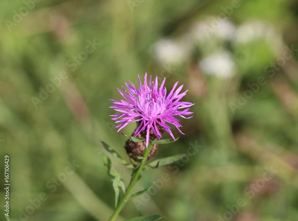 Fototapeta Greater knapweed
