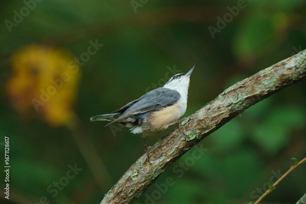 Obraz 北海道の野鳥