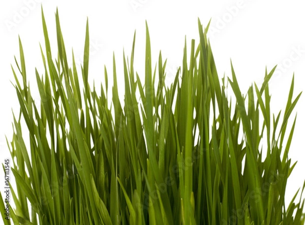 Obraz Grass