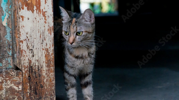 Fototapeta Curious Tabby Cat Peeking from Rustic Wooden Doorway