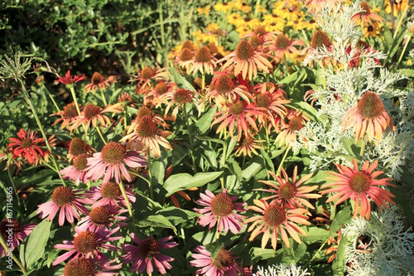 Obraz カラフルな花たち