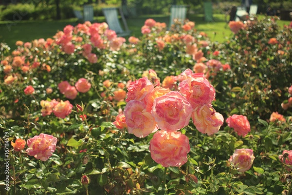 Obraz ピンクのバラ