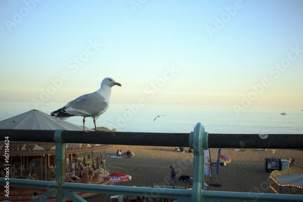 Obraz カモメと遊園地