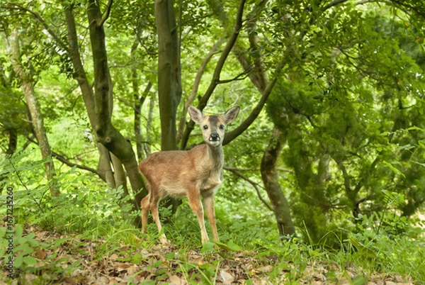 Fototapeta roe deer