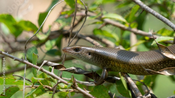 Fototapeta Glossy Skink Perched on Branch in Verdant Tropical Foliage