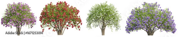 Fototapeta Collection of Crepe Myrtle bush trees with isolated on transparent background. PNG file, 3D rendering illustration, Clip art and cut out