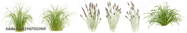 Fototapeta Set of Grass in nature with isolated on transparent background. PNG file, 3D rendering, Clip art and cut out