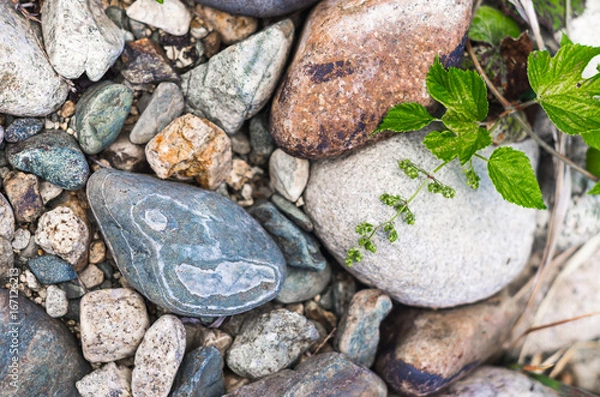 Fototapeta Close up of pebbles on a mountain river bank, colorful texture background, sunny summer day