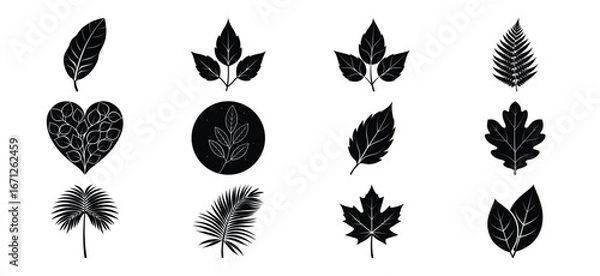 Fototapeta Set of Twelve Different Black and White Leaf Silhouettes on White Background