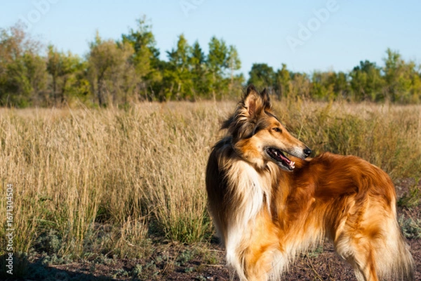 Obraz german shepherd dog