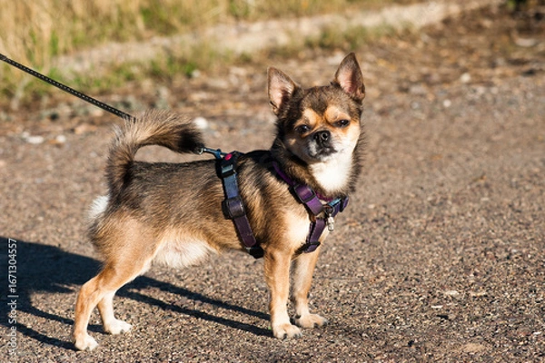 Obraz two dogs playing