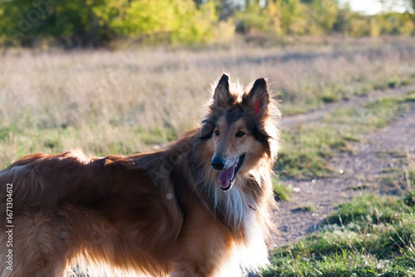Obraz german shepherd dog