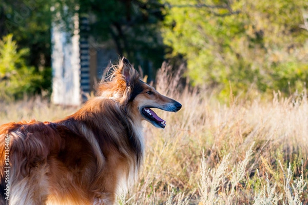 Obraz dog on the beach