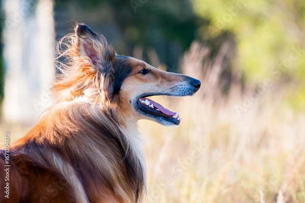 Obraz border collie dog