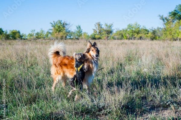 Obraz two dogs running