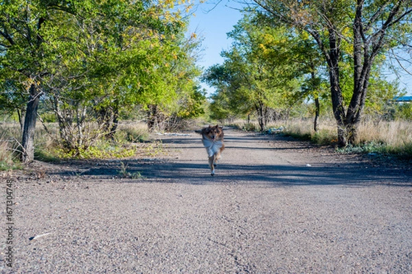 Obraz walking in the park