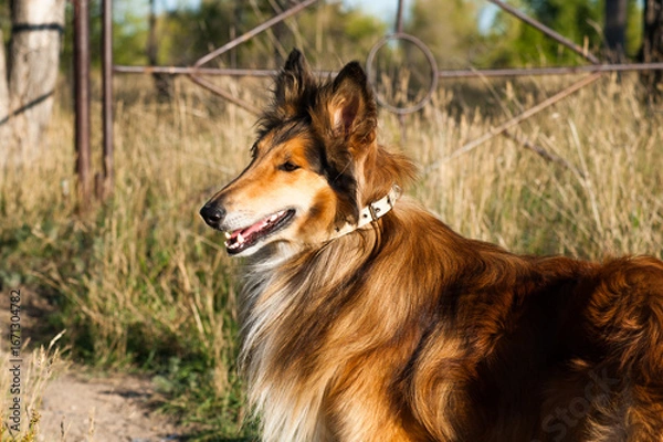 Obraz german shepherd dog