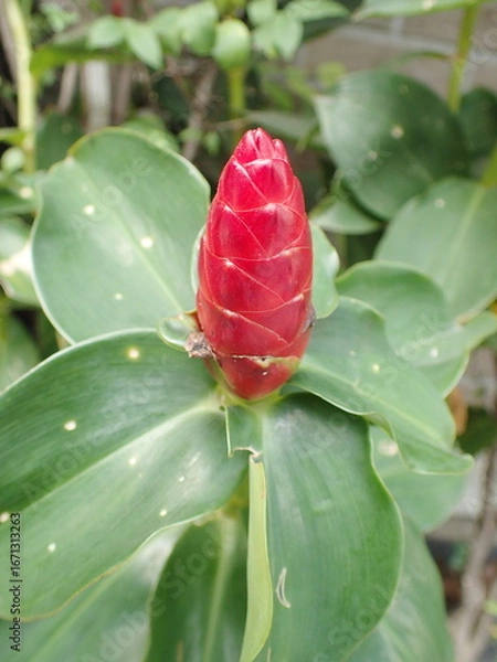 Fototapeta レッドボタンジンジャーの花　