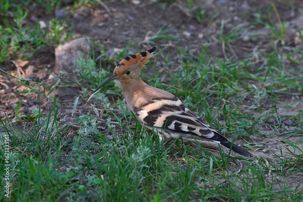 Obraz Eurasian hoopoe