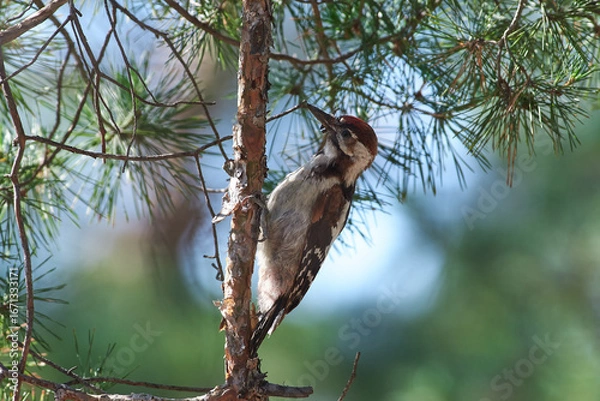 Fototapeta Dendrocopos syriacus