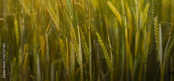 Fototapeta wheat ears