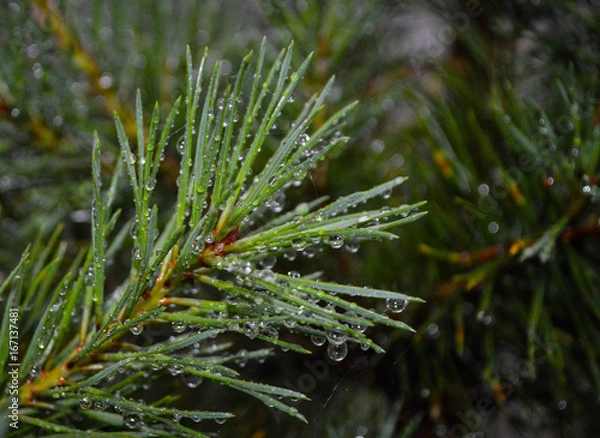 Fototapeta Pine needles