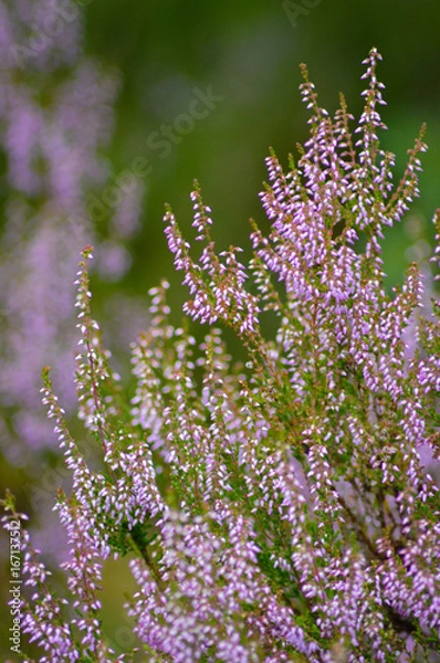 Fototapeta Scottish Heather