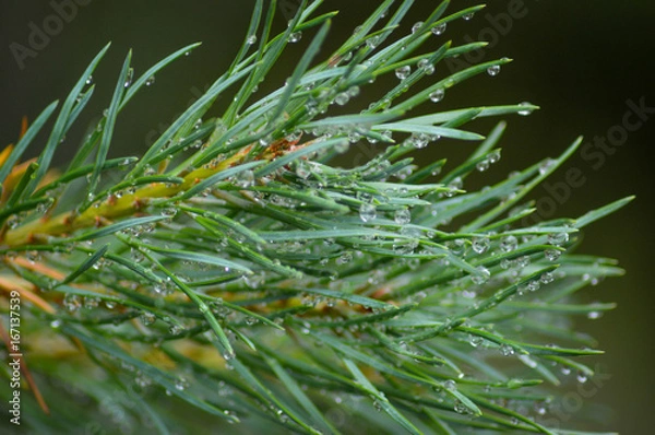 Fototapeta Pine needles