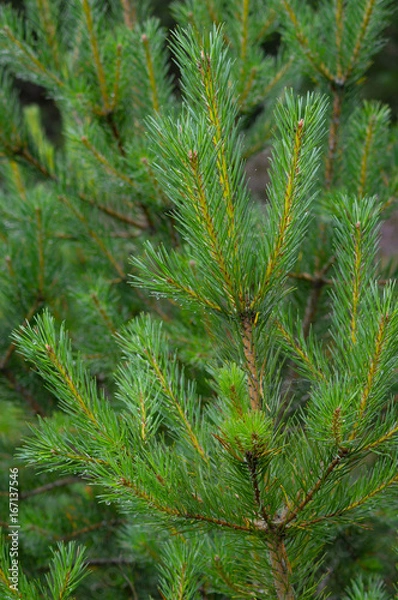 Fototapeta pine tree