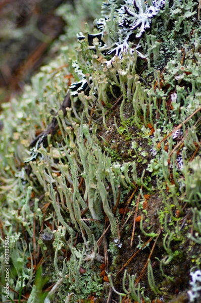Fototapeta lichen
