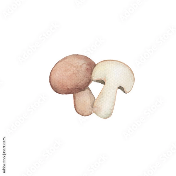 Fototapeta Brown mushroom handdrawn illustration. Mushroom whole and half.