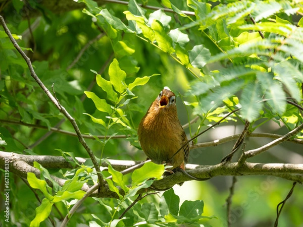 Fototapeta 大きく口を開けて縄張りを主張する小鳥