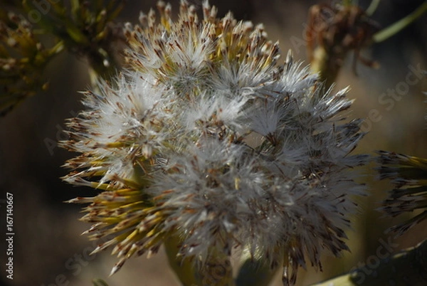 Obraz Nature and see