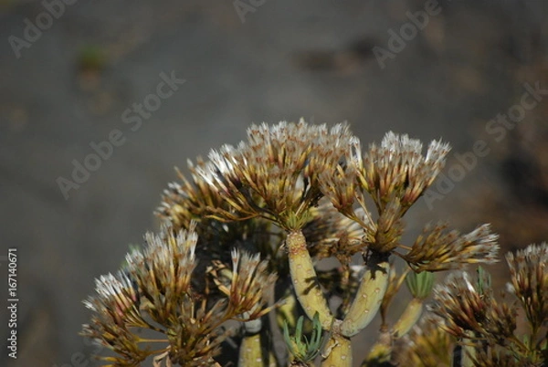 Obraz Nature and see