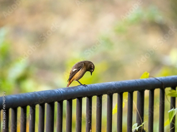 Obraz 錆びた鉄パイプ製の手すりの上に止まって足元を気にしている小鳥
