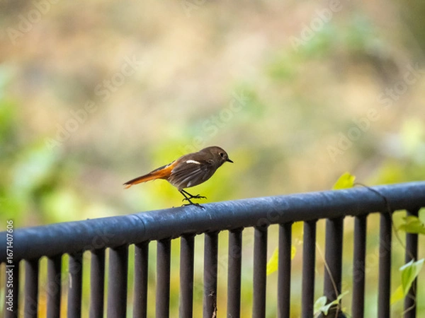 Obraz 錆びた鉄パイプ製の手すりの上でステップを踏む小鳥