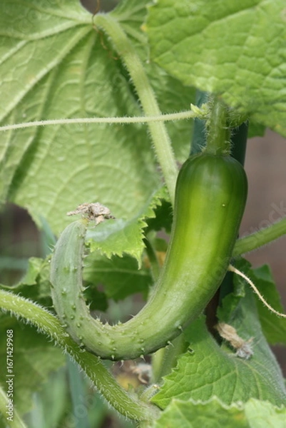 Fototapeta 曲がったキュウリ