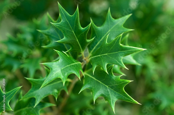 Obraz ヒイラギの葉